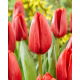 Tulipan Spot On - 5 szt.