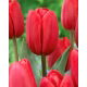 Tulipan Surrender - 5 szt.