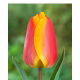 Tulipan Oxfords Elite - 5 szt.
