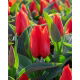 Tulipan Annie Salomons - 5 szt.