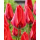 Tulipan Dirk - 5 szt.
