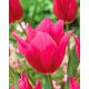 Tulipan Lilyrosa - 5 szt.