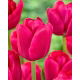 Tulipan Purk - 5 szt.
