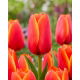 Tulipan World Favourite - 5 szt.