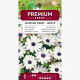 Osteospermum białe