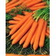 Marchew Amsterdam 3 - wczesna - duże opakowanie - 500 gram