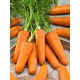 Marchew Chantenay - bardzo wczesna - duże opakowanie - 100 gram