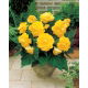 Begonia pełna - żółta - GIGA paczka! - 100 szt.