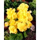 Begonia pełna - żółta - GIGA paczka! - 100 szt.
