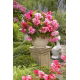 Begonia - Pink Balcony - kwiaty w odcieniach różu - GIGA paczka! - 100 szt.