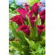 Calla Saigon - duża paczka! - 10 szt.