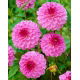 Dalia - Lenny's Dream - GIGA paczka! - 50 szt.