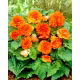 Begonia Non Stop - pomarańczowa - GIGA paczka! - 100 szt.