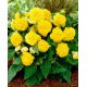 Begonia Non Stop - żółta - GIGA paczka! - 100 szt.