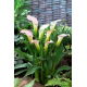 Calla Crystal Blush - GIGA paczka! - 50 szt.