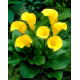 Calla Florex Gold - cebulka XXL - GIGA paczka! - 50 szt.