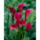 Calla ciemnoróżowa - cebulka XXL - GIGA paczka! - 50 szt.