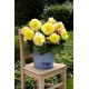 Begonia wielkokwiatowa - Superba Yellow - żółta - GIGA paczka! - 100 szt.