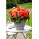 Begonia wielkokwiatowa - Superba Orange - pomarańczowa - GIGA paczka! - 100 szt.