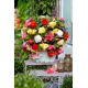 Begonia pachnąca - mix kolorów - GIGA paczka! - 100 szt.