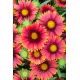 Gailardia Arizona Red Shades - sadzonka - GIGA paczka! - 50 szt.