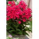 Floks (Phlox) - Płomyk wiechowaty - Grenadine Dream - GIGA paczka! - 50 szt.