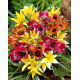 Zestaw - Tulipan Tarda, Tulipan Little Beauty i Tulipan Little Princess -15 szt.