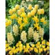Zestaw - Tulipan Golden Parade, Narcyz Spring Sunshine, Hiacynt Yellowstone i Krokus Żółty - 23 szt.