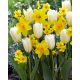 Zestaw - Narcyz Martinette, Narcyz Red Devon i Tulipan Purissima - 15 szt.