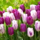 Zestaw - Tulipan Flaming Flag i Tulipan Purple Flag - 10 szt.