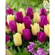 Zestaw - Tulipan Sunny Prince i Tulipan Negrita - 10 szt.