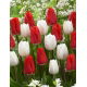 Zestaw - Tulipan Darwidesign i Tulipan White Prince - 10 szt.
