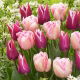 Zestaw - Tulipan Claudia i Tulipan Foxtrot - 10 szt.