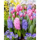 Zestaw - Hiacynt Delft Blue, Hiacynt Scarlet Pearl i Tulipan Jefgenia - 11 szt.