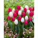 Zestaw - Tulipan Purk i Tulipan White Prince - 10 szt.