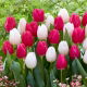 Zestaw - Tulipan Purk i Tulipan White Prince - 10 szt.