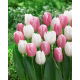 Zestaw - Tulipan Kasia i Tulipan White Prince - 10 szt.