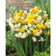 Zestaw - Narcyz Erlicheer i Narcyz Spring Sunshine - 10 szt.