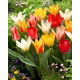 Zestaw - Tulipan Concerto, Tulipan Job's Memory, Tulipan Zombie i Tulipan Mieke Telkamp - 20 szt.
