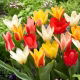 Zestaw - Tulipan Concerto, Tulipan Job's Memory, Tulipan Zombie i Tulipan Mieke Telkamp - 20 szt.