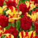 Zestaw - Tulipan Barbados i Tulipan Flaming Parrot - 10 szt.