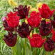 Zestaw - Tulipan Barbados i Tulipan Labrador - 10 szt.