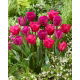 Zestaw - Tulipan Bullit i Tulipan Purk - 10 szt.