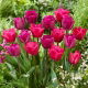 Zestaw - Tulipan Bullit i Tulipan Purk - 10 szt.