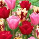 Zestaw - Tulipan Heleen Valstar, Tulipan Argos i Tulipan Grand Perfection - 15 szt.