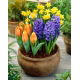 Zestaw - Hiacynt Blue Pearl, Narcyz Tete-a-Tete i Tulipan Greigii orange - 13 szt.