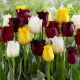 Zestaw - Tulipan Crystal Star, Tulipan Labrador i Tulipan Honeymoon - 15 szt.