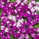 Petunia Dot Star F1 - Dark Violet
