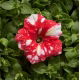 Petunia Dot Star F1 - Red