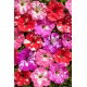 Petunia Dot Star F1 - Mix